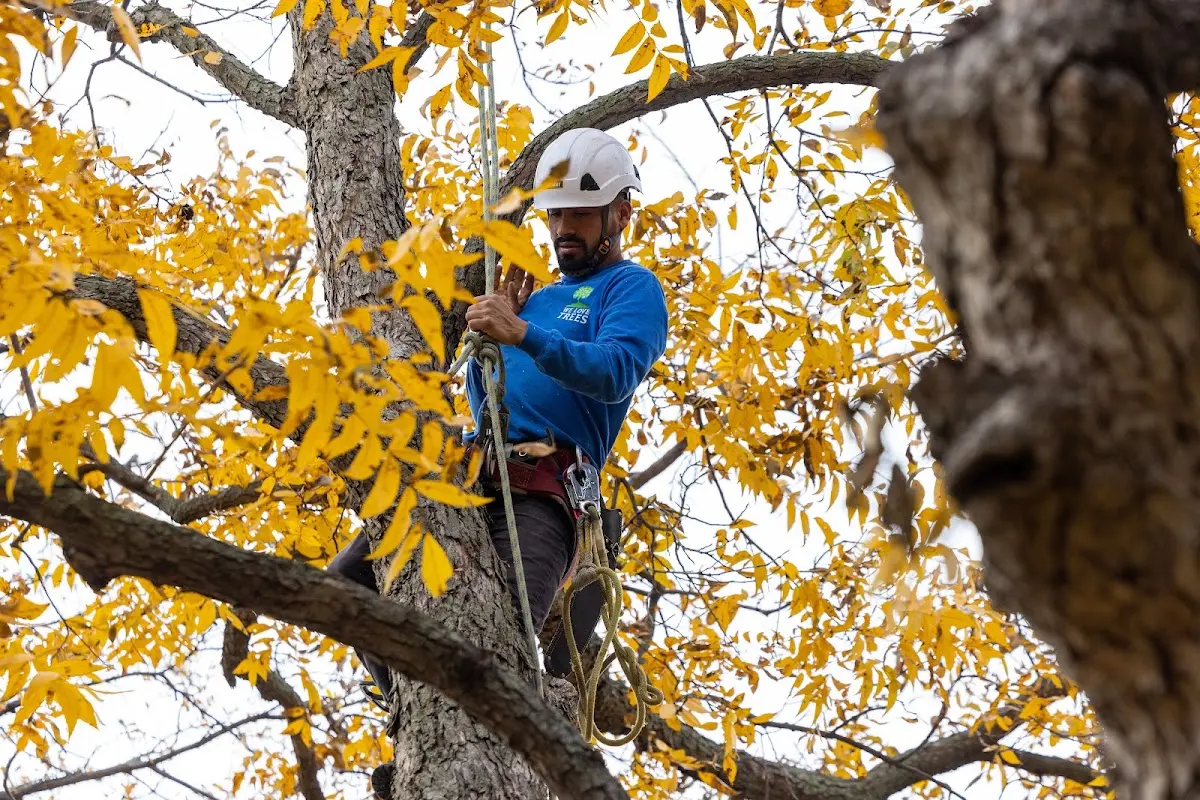 Skilled Tree Trimming crew working in Grover Hill
