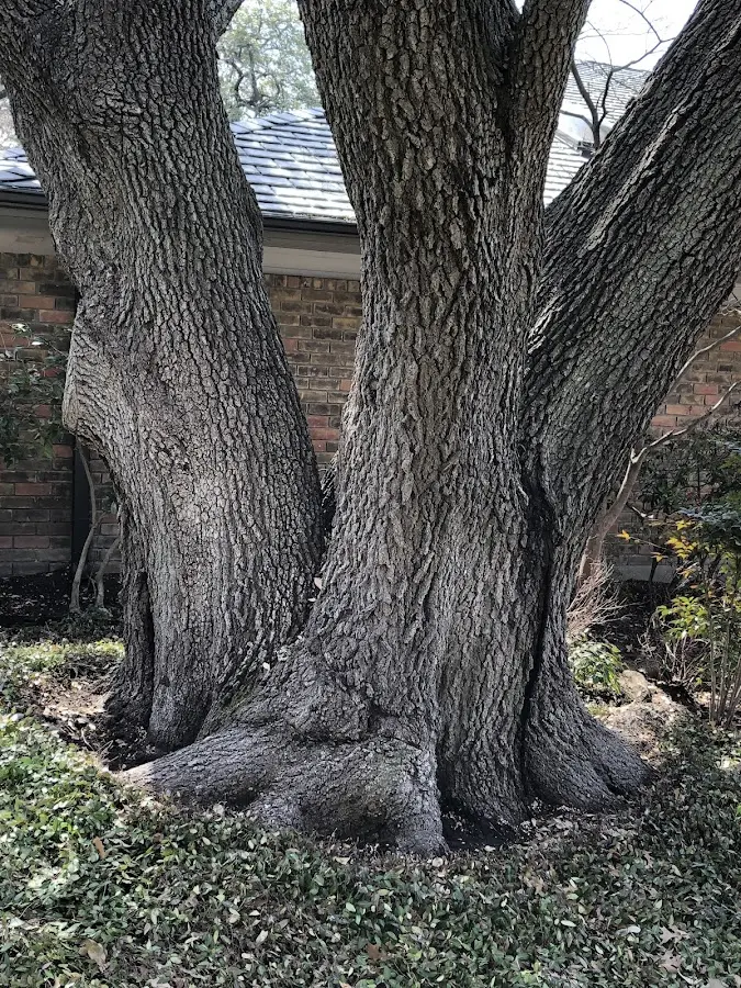 Mature heritage tree close to a Grover Hill property cared for by certified arborists